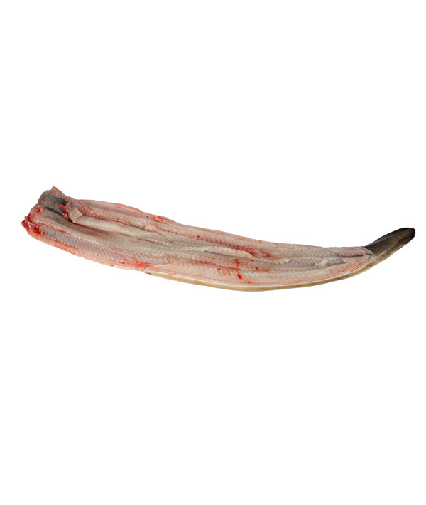 ANGUILLA SPINATA