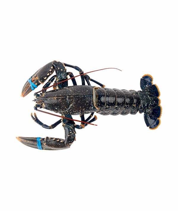 ASTICE EUROPA 1700/+