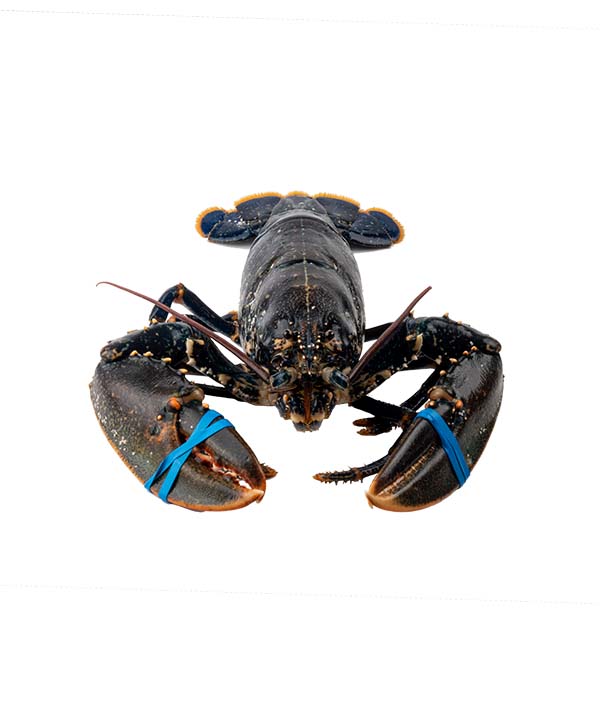 ASTICE EUROPA 1700/+