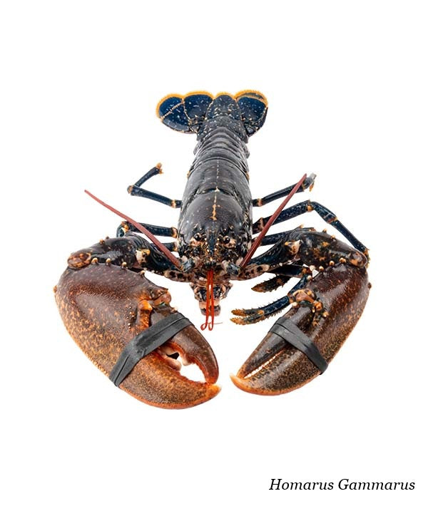 ASTICE EUROPA 400/600