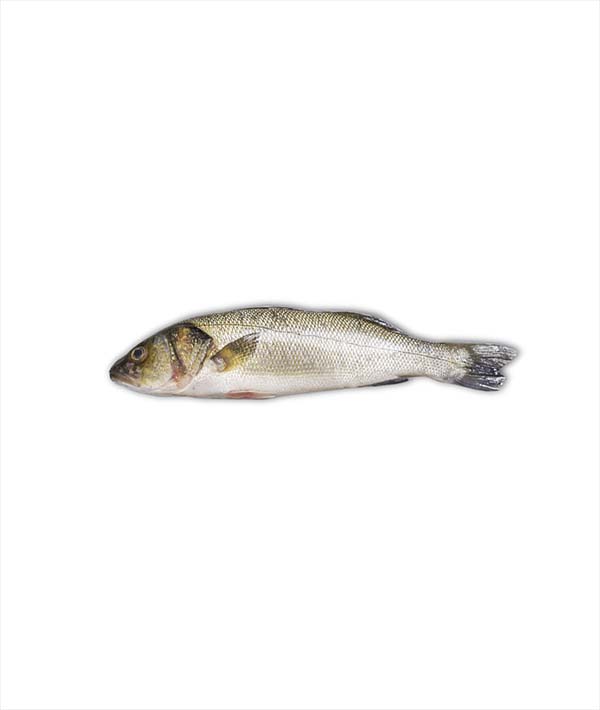 BRANZINO GRECIA g 2000/3000 EVISCERATO E DESQUAMATO
