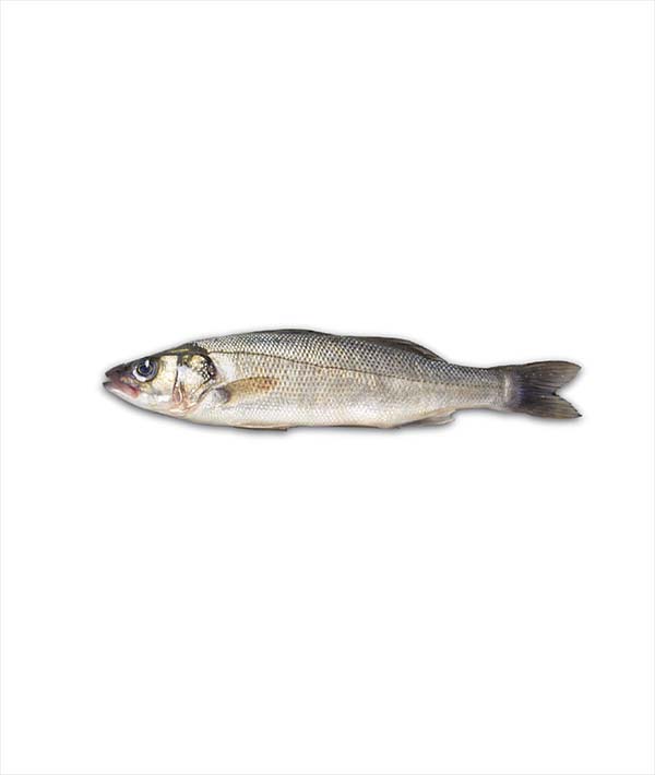 BRANZINO GRECIA g 3000/4000 EVISCERATO E DESQUAMATO