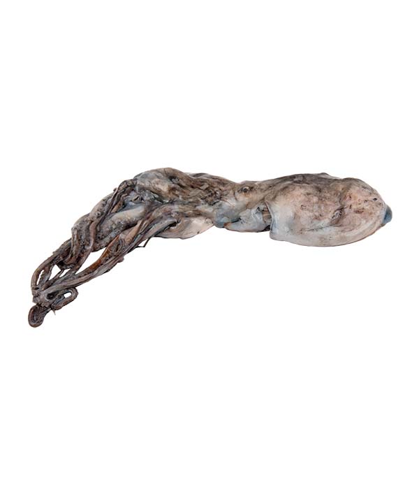 MOSCARDINO PICCOLO g 80/120