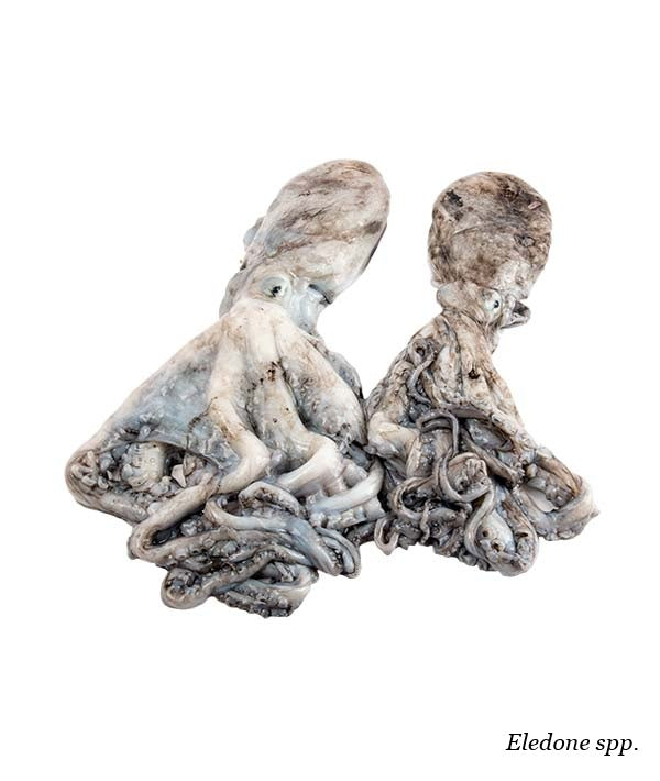 MOSCARDINO GROSSO 200/UP