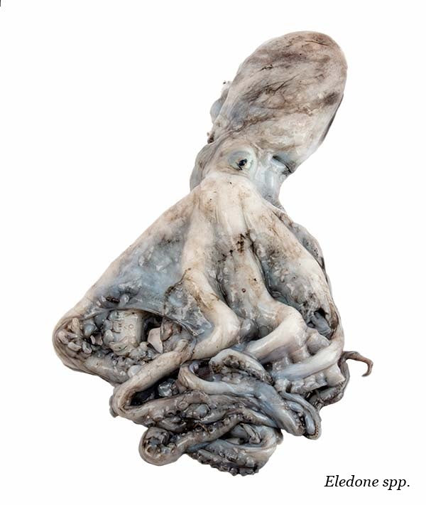 MOSCARDINO GROSSO 200/UP