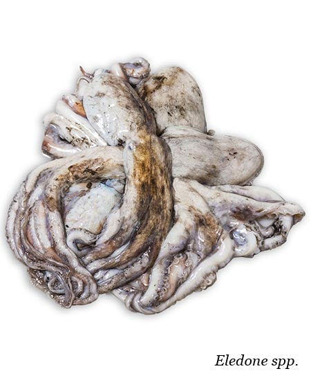 MOSCARDINO EXTRA 20/80