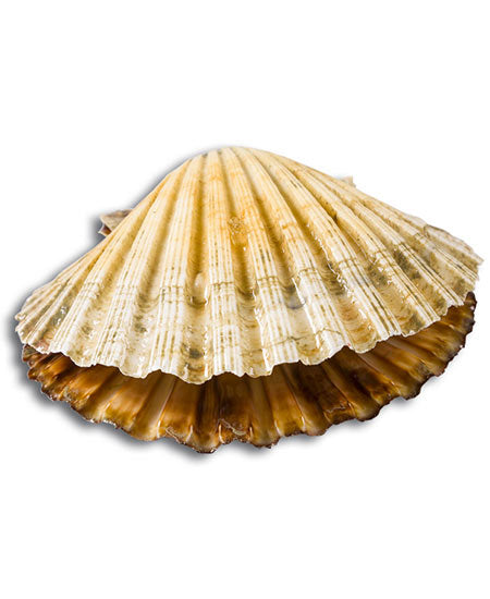 CAPASANTA ATLANTICA INTERA