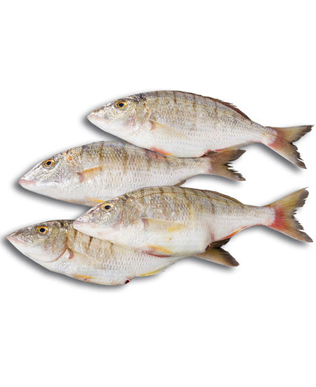 MORMORA SFILETTATA