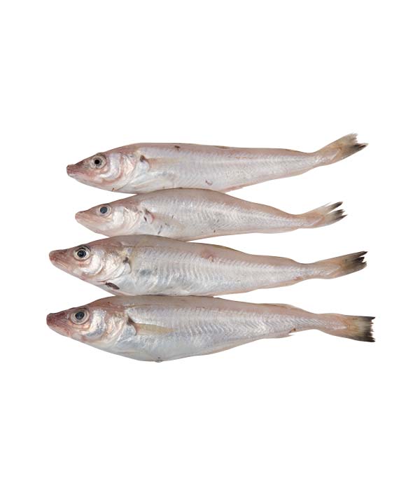 MOLO EVISCERATO SFILETTATO