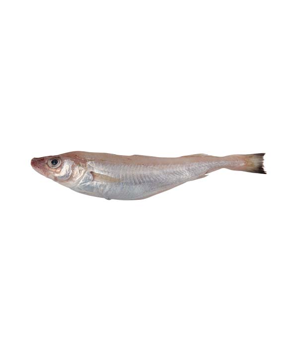 MOLO EVISCERATO SFILETTATO