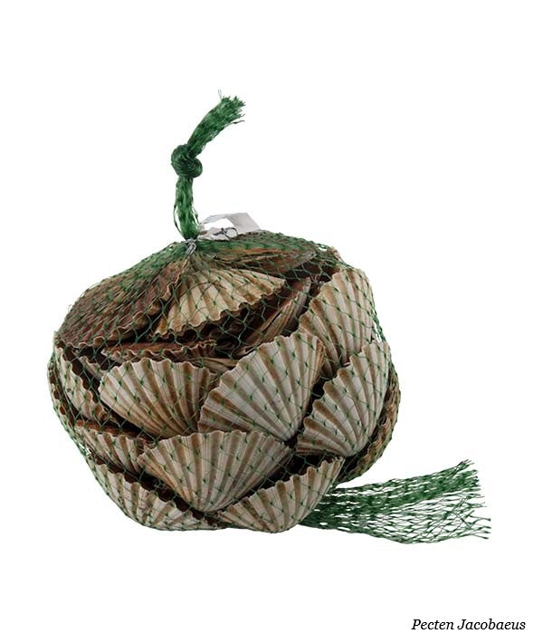 CAPASANTA NOSTRANA INTERA