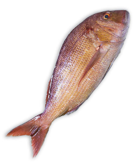 DENTICE DENTEX DENTEX KG 1