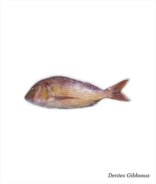 DENTICE GIBBOSO G 2000/5000 INTERO