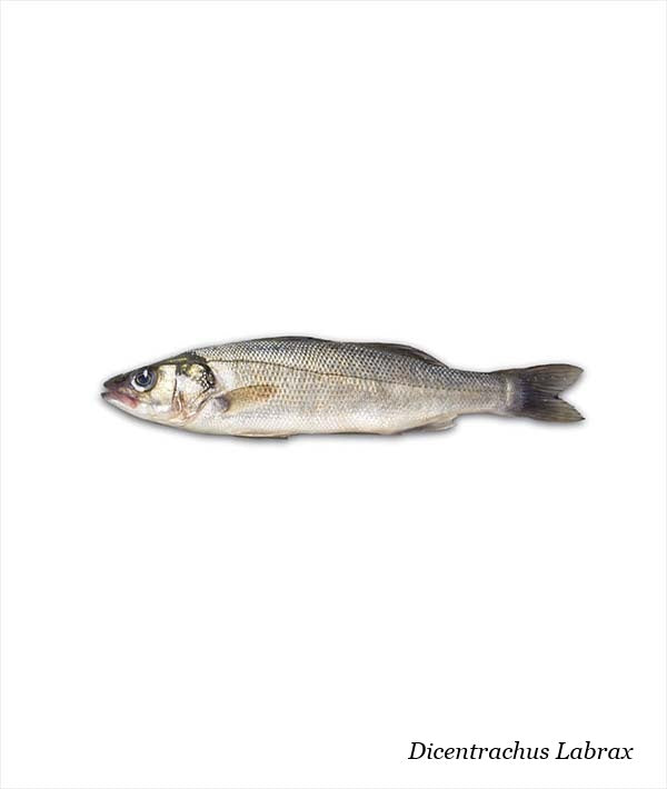 BRANZINO SELVAGGIO DI MARE 500/1000