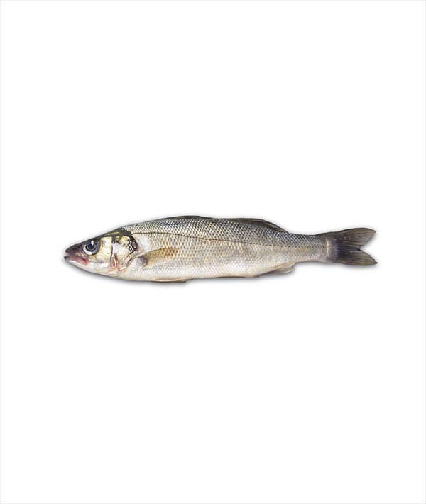 BRANZINO SELVAGGIO DI MARE g 500/1000 EVISCERATO E DESQUAMATO