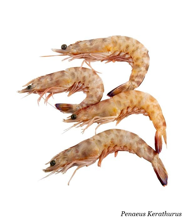 MAZZANCOLLA NOSTRANA