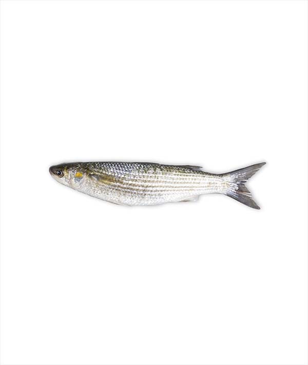 CEFALO DORATO LOTREGANO
