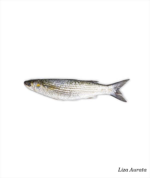 CEFALO DORATO LOTREGANO