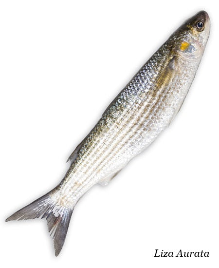 CEFALO DORATO LOTREGANO EVISCERATO E SQUAMATO