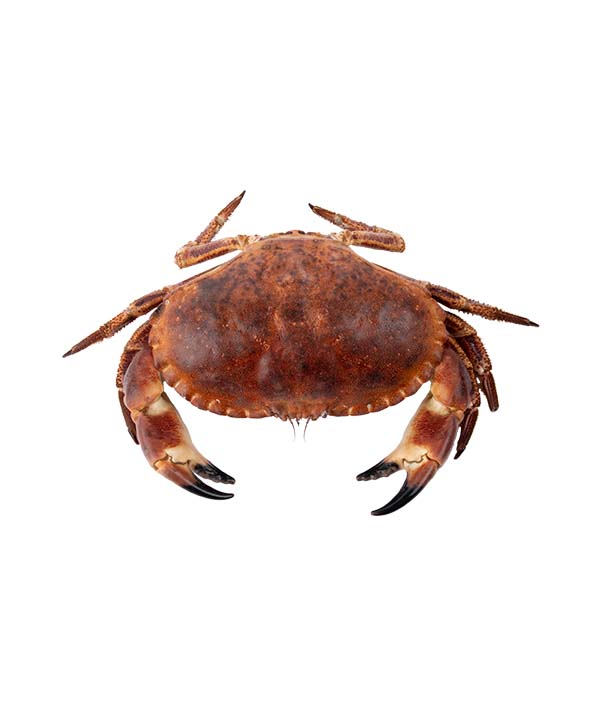 GRANCIPORRO ATLANTICO 600/+