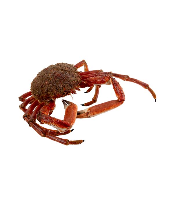 GRANSEOLA MASCHIO G 800/1500