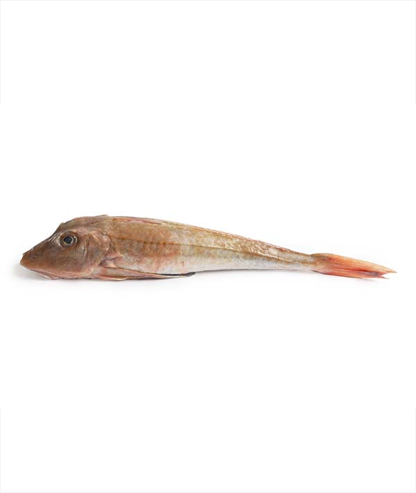 GALLINELLA ATLANTICO S G 200/400 INTERA