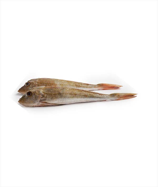 GALLINELLA ATLANTICO XL G 800/+ INTERA