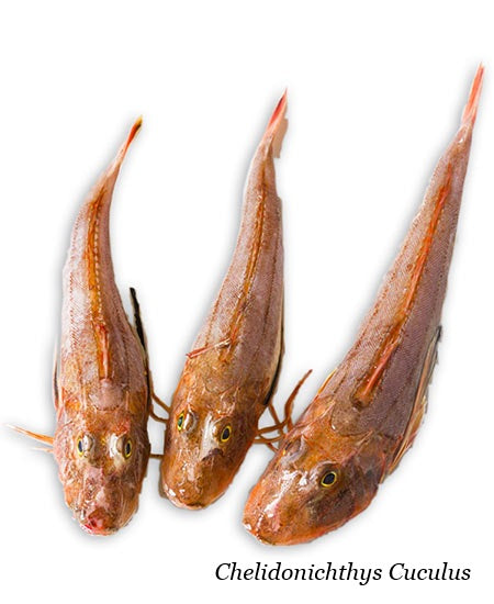 GALLINELLA NOSTRANA M