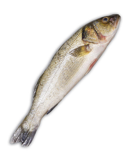 BRANZINO TURCHIA g 200/300 EVISCERATO E DESQUAMATO