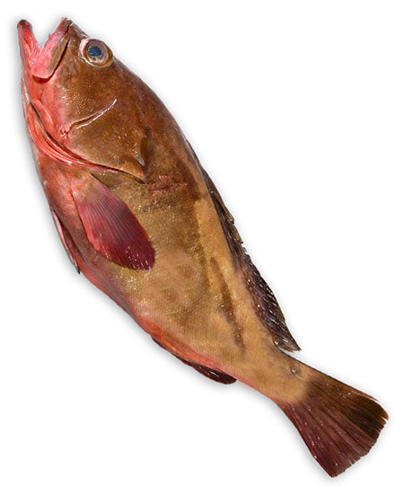 CERNIA BRUNA 3000/4000