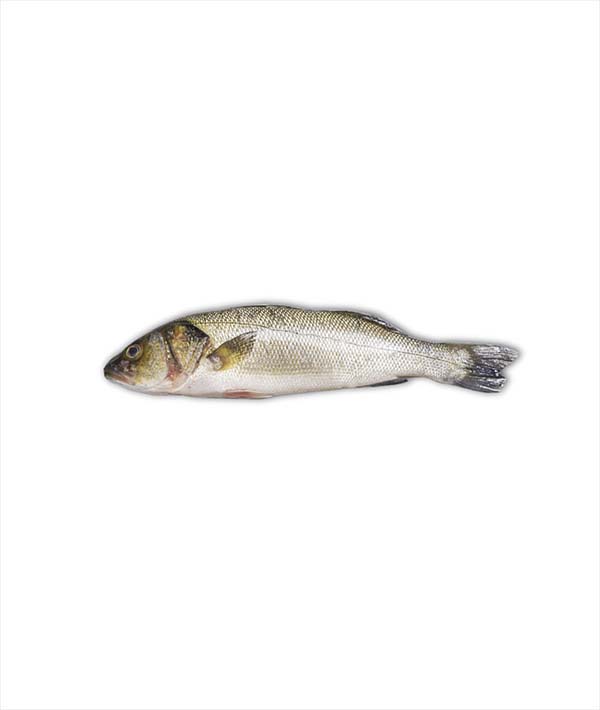 BRANZINO CROAZIA g 400/600 EVISCERATO