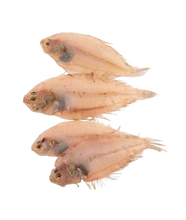 ZANCHETTA O SUACIA (KESSLERI) KG 1