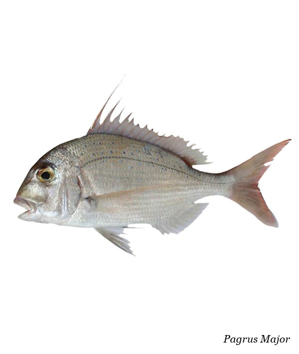 PAGRO MAGGIORE PESCATO