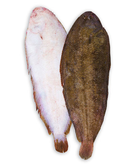 SOGLIOLA ATLANTICA PESCATA g 300/500