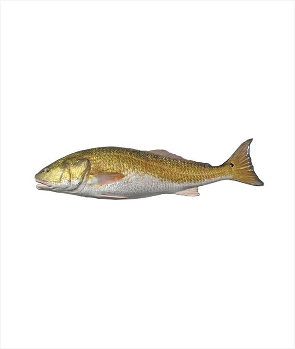 OMBRINA OCELLATA g 3000/4000