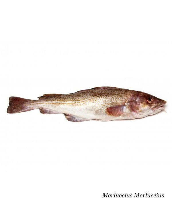 MERLUZZO NOSTRANO 200/800