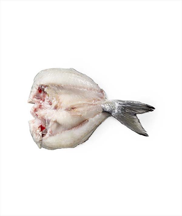 ORATA FRESCA INTERA BUTTERFLY g 300/400