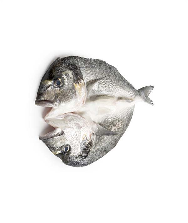 ORATA BUTTERFLY g 300/400