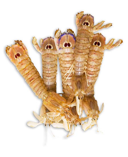 CANOCCHIA/PANNOCCHIA MEDIA