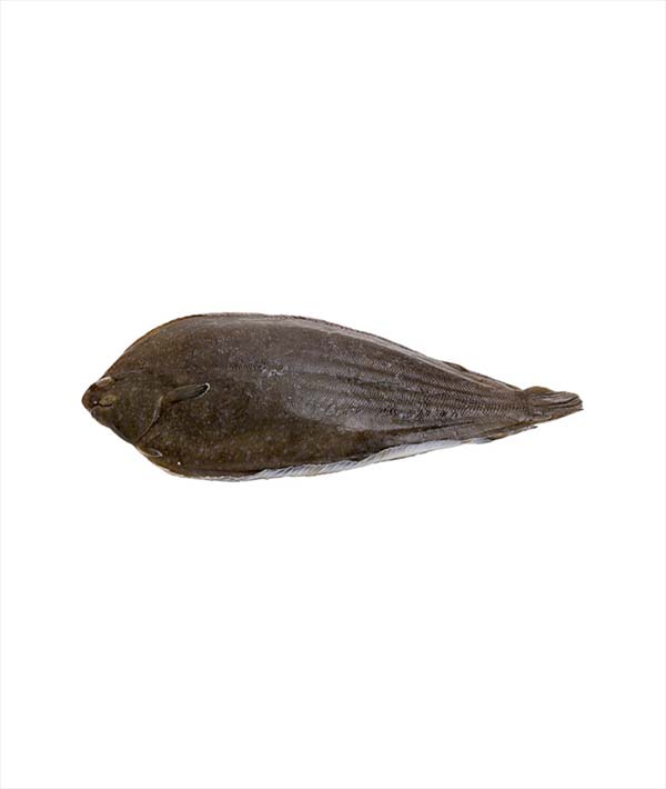 SOGLIOLA ATLANTICA ALLEVATA g 400/500