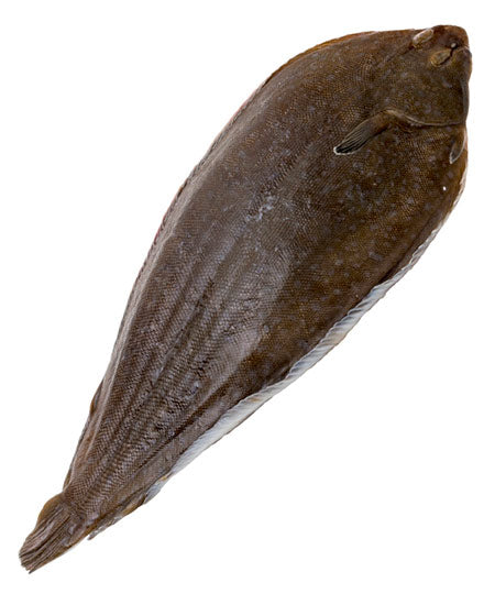 SOGLIOLA ATLANTICA ALLEVATA g 600/700