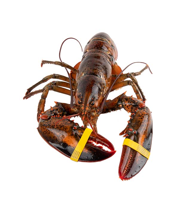 ASTICE CANADESE GR 500