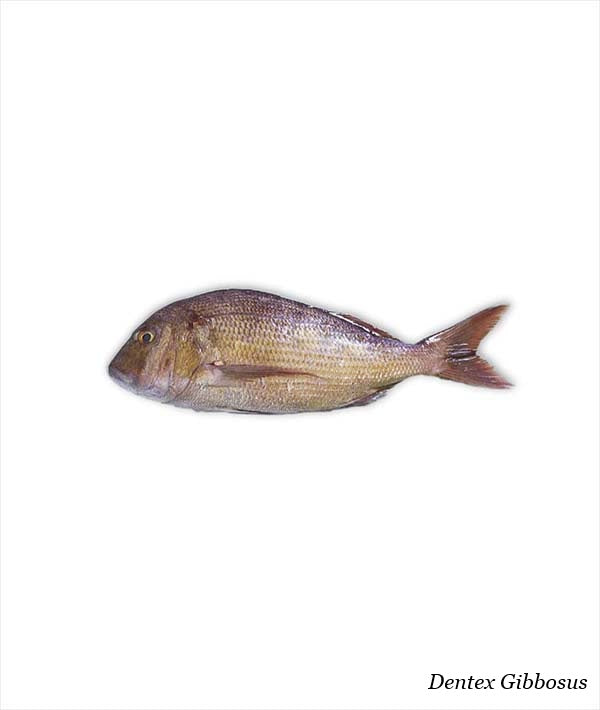 DENTICE GIBBOSO G 1000/2000 INTERO