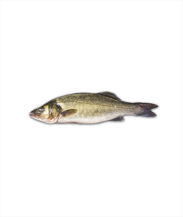 BRANZINO SPAGNA g 1000/1500 EVISCERATO E DESQUAMATO