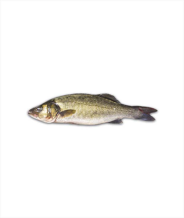BRANZINO SPAGNA g 600/800 EVISCERATO