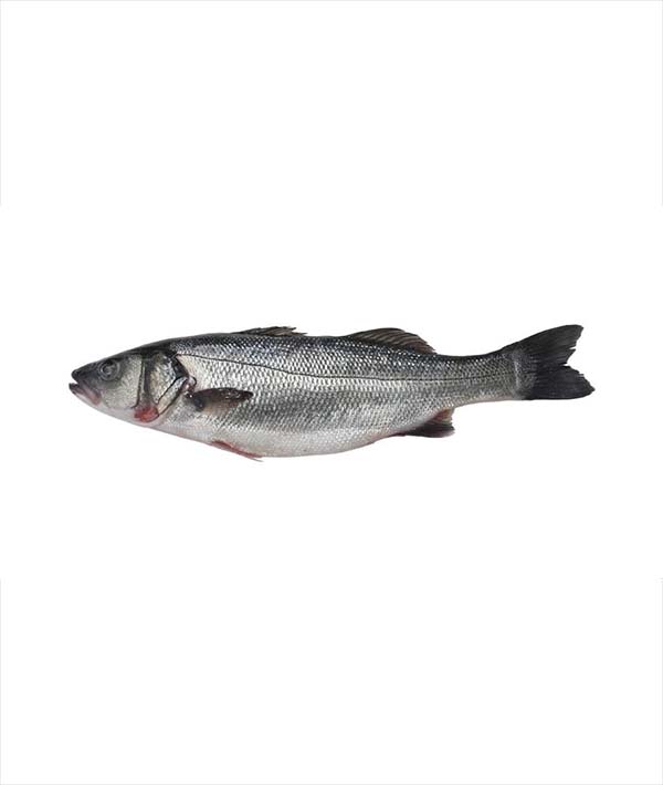 BRANZINO SPAGNA g 1000/1500 EVISCERATO