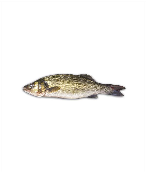 BRANZINO SPAGNA g 1500/2000