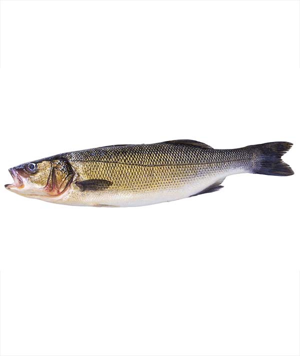 BRANZINO SPAGNA g 1500/2000 EVISCERATO E DESQUAMATO