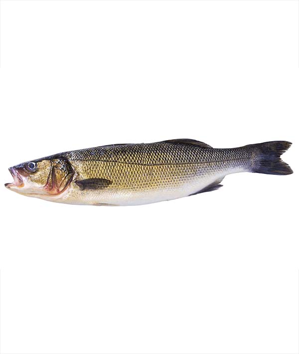 BRANZINO SPAGNA g 1500/2000 EVISCERATO E DESQUAMATO