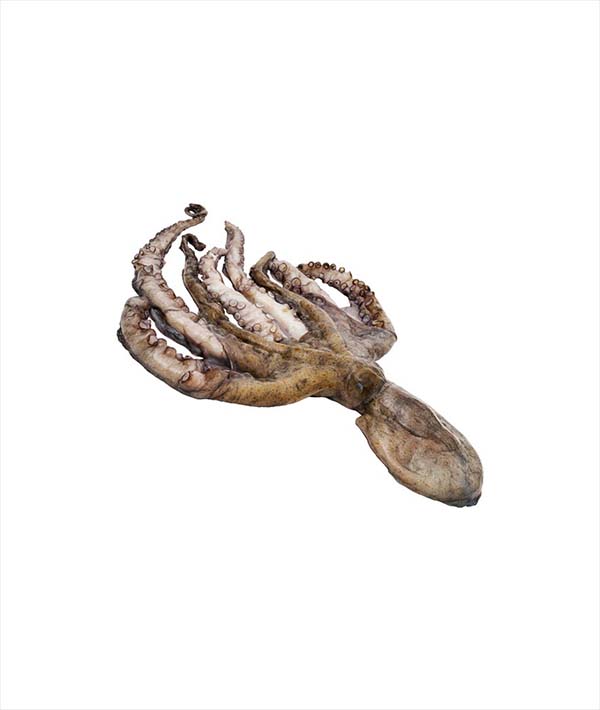 POLPO MEDITERRANEO g 1000/2000